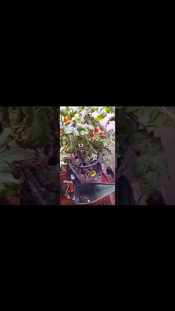 Soooo many choices #gardening #AeroGarden #tomato