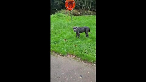 Cane Corso Puppy see River for 1st Time