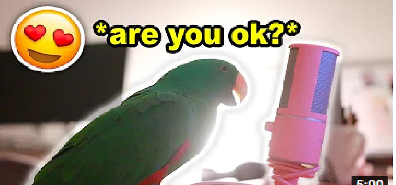 Bird Talking Into Microphone for 5 Minutes Straight (to cure your sadness)