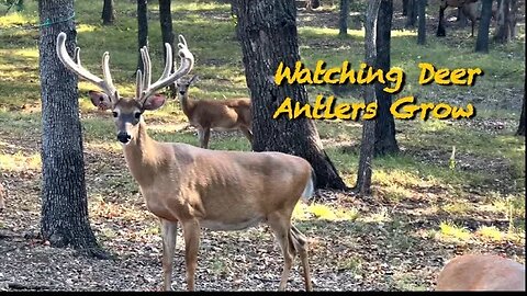 Amazing House Bucks! (Impressive)