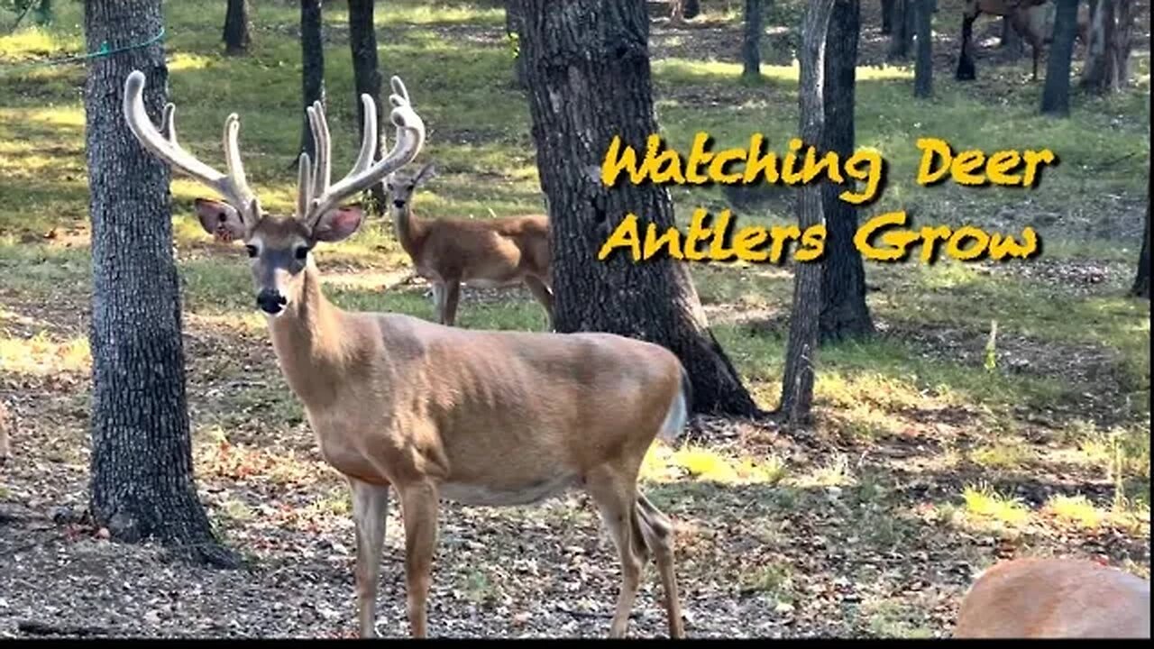 Amazing House Bucks! (Impressive)