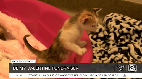 Midlands Humane Society holding fundraiser