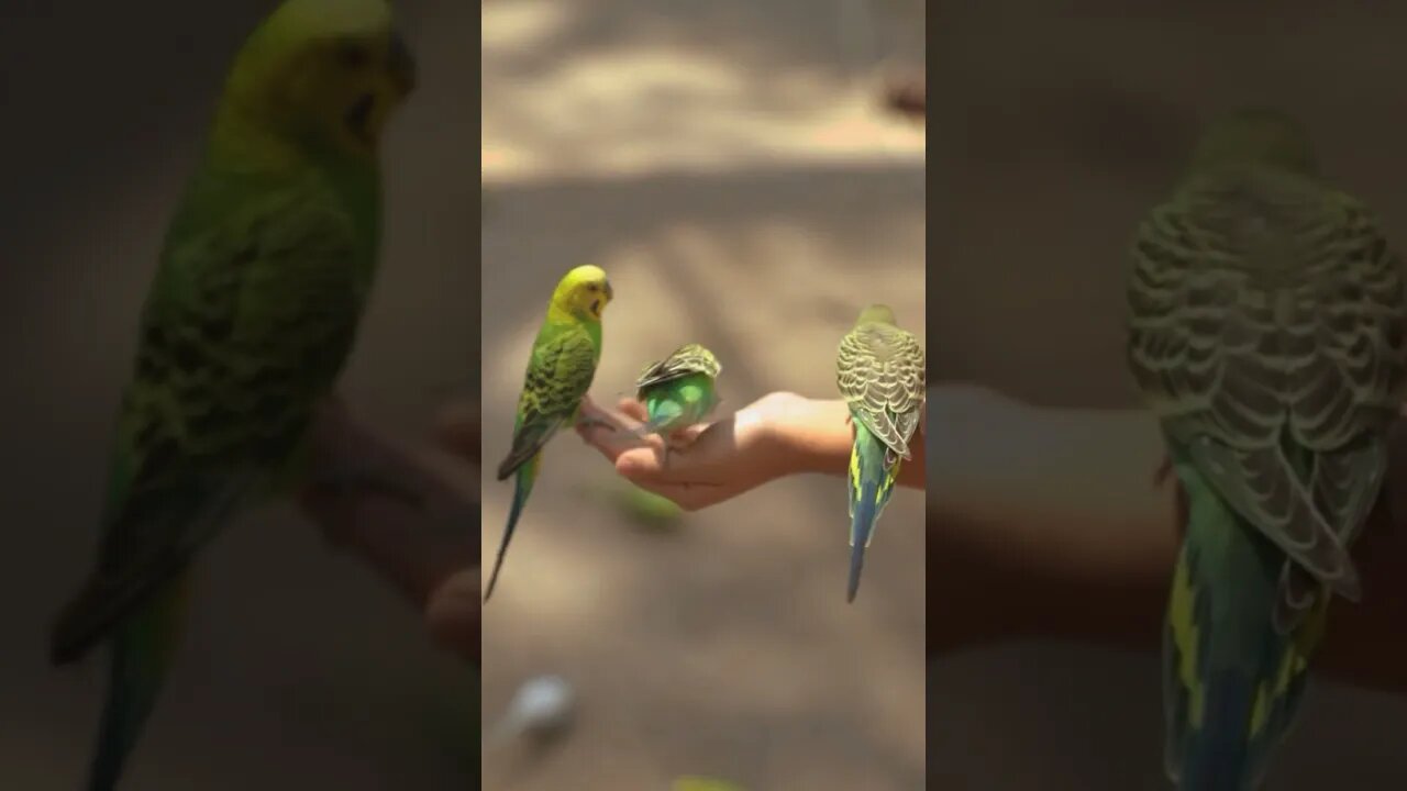 Beautiful parrots 🦜🦜 #short