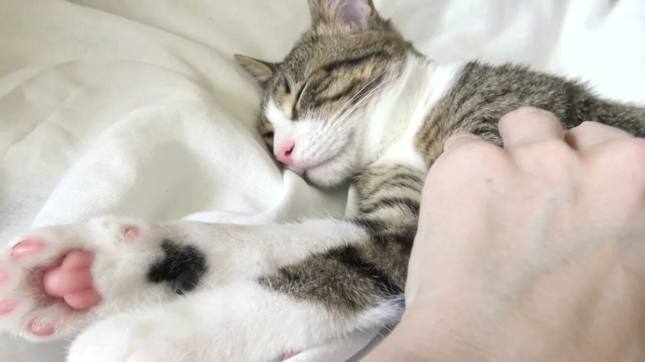 This Is What a Relaxed Cat Looks Like