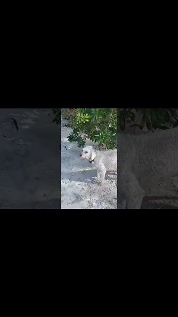 Cutest Little Dog on Beach at Nelson Bay
