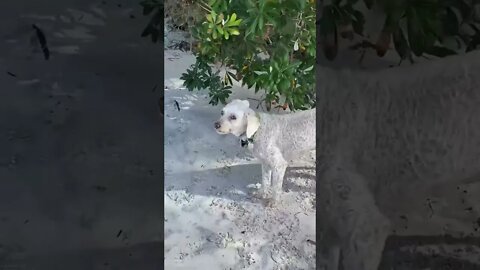 Cutest Little Dog on Beach at Nelson Bay