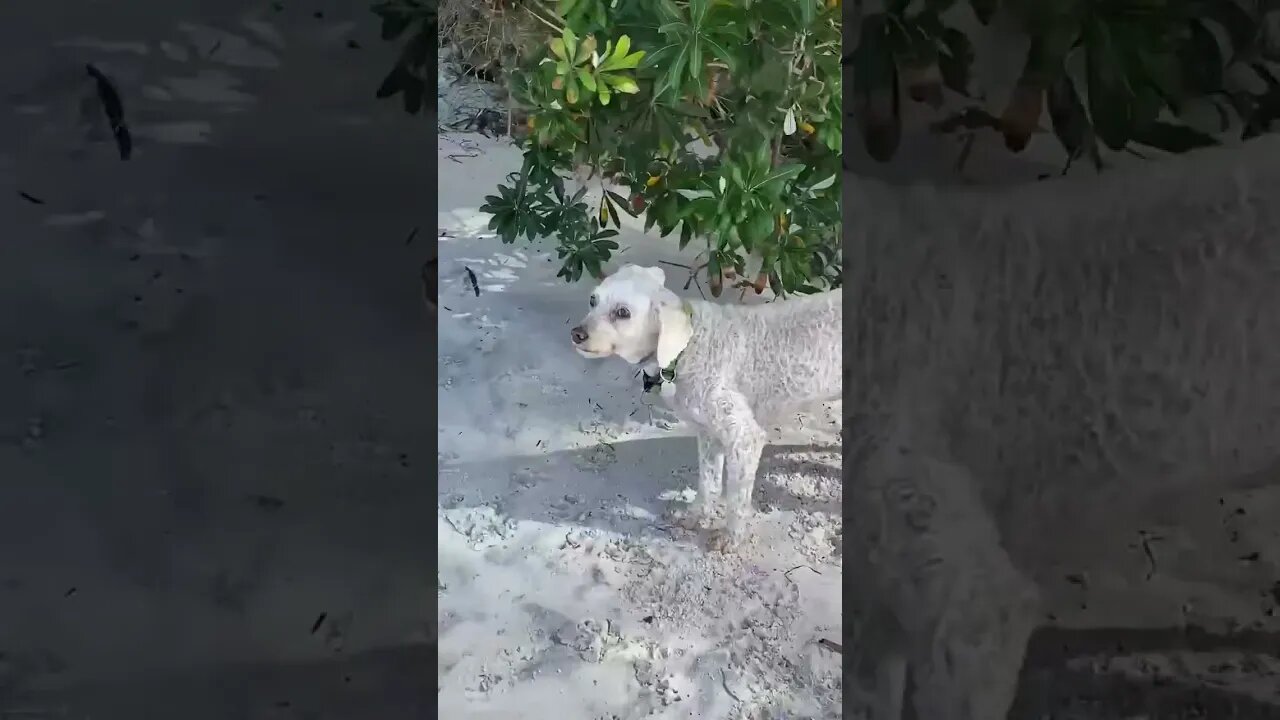 Cutest Little Dog on Beach at Nelson Bay