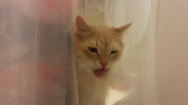 Hilarious cat drinks water through shower curtain