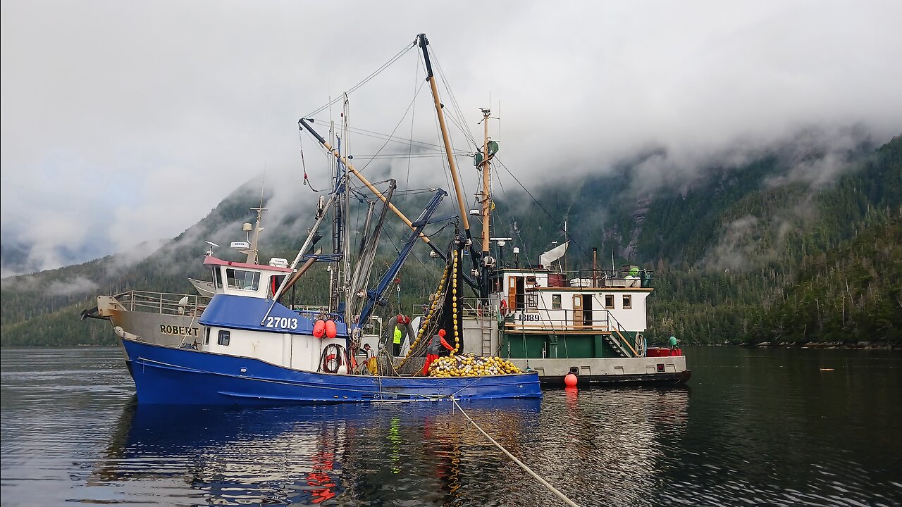 Catching Tens of Thousands of Salmon at a Time Commercial Fishing Southeast Alaska