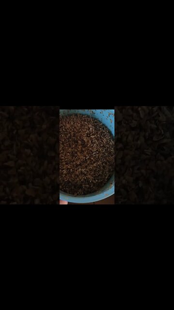 I ordered maggots from Amazon ( black soldier fly larvae ) #amazon #diy