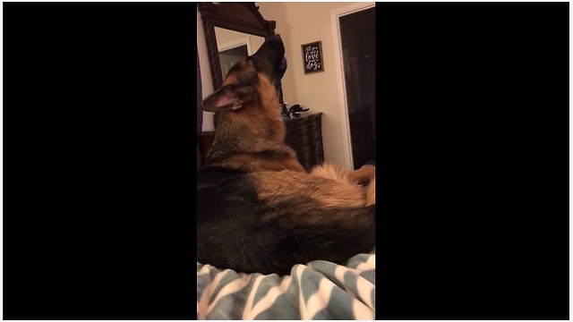 Howling German Shepherd sounds like mooing cow