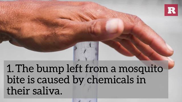 5 Things You Need To Know About Mosquitoes | Rare Animals