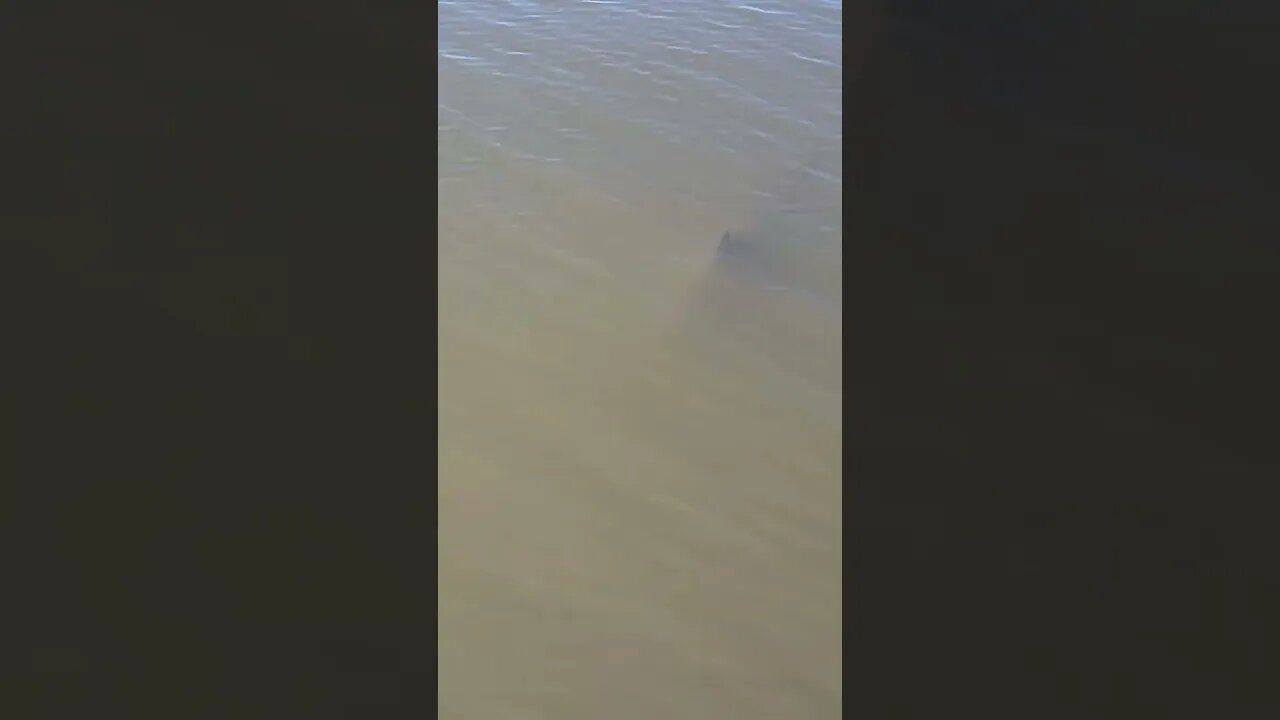 Bull Shark Swimming by the Boat While Fly Fishing #shorts