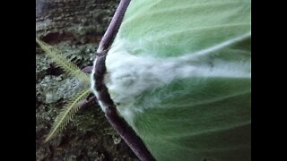 Luna Moth