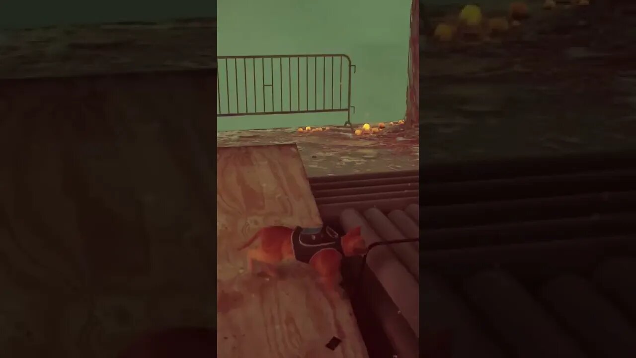 I Broke Stray😭