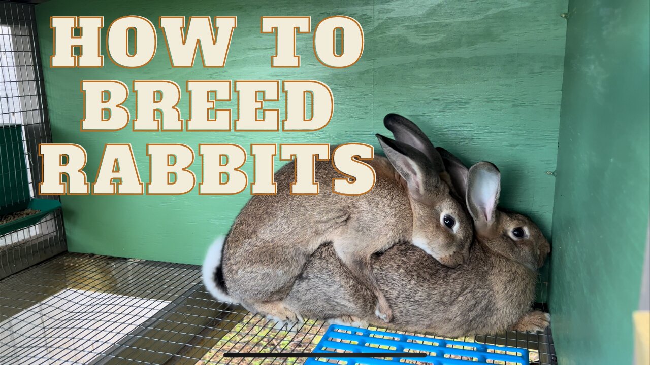 How to BREED Rabbits (First Time Buck and Doe)