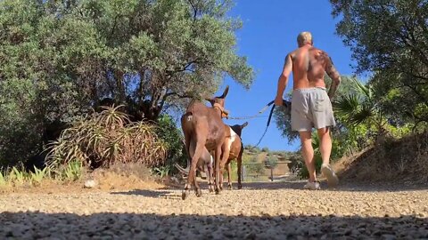 Goats and man walk along a drive, like it's normal.