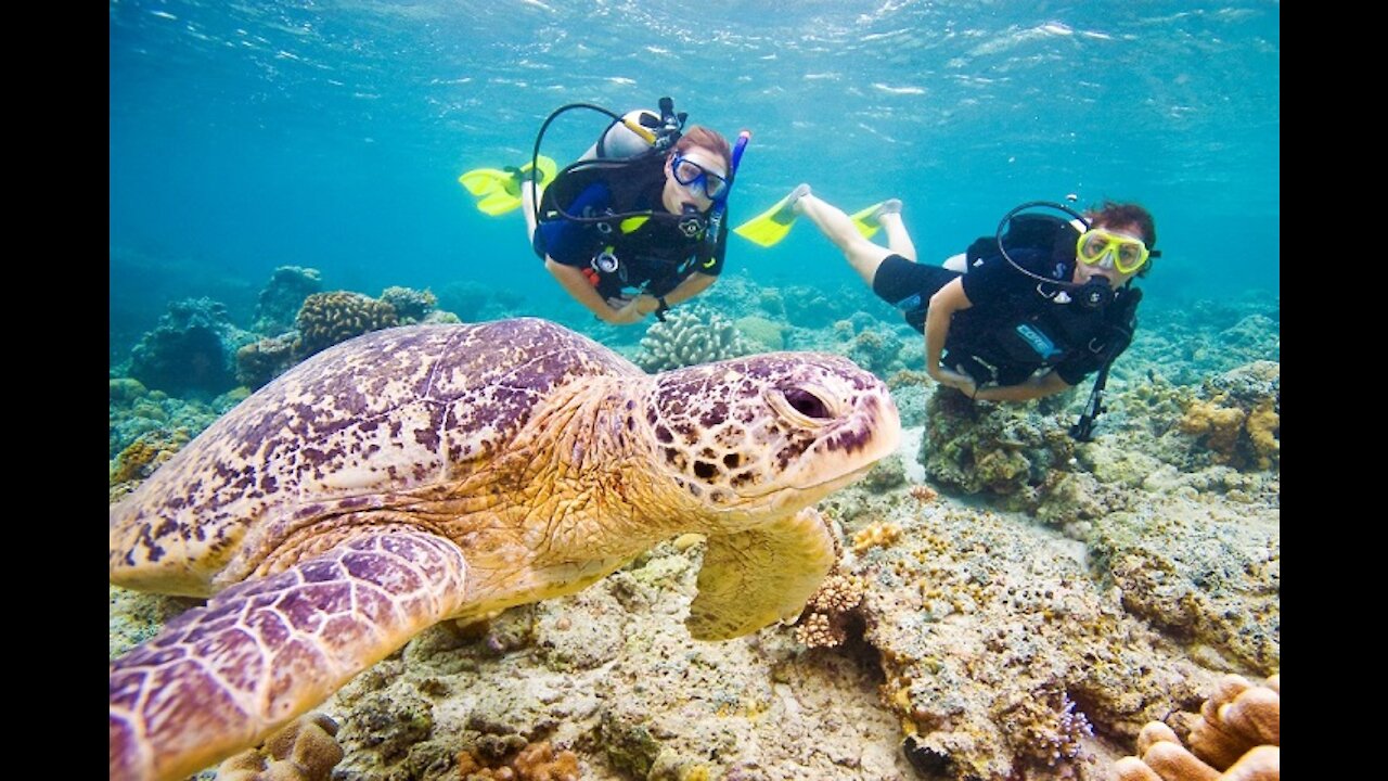 Underwater life in Thailand