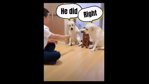 Viral: this is how to make dogs confess