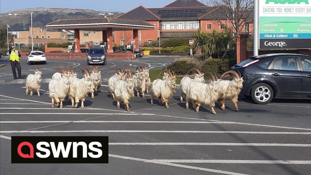 Dozens of goats used traffic lights to cross the road in a funny video