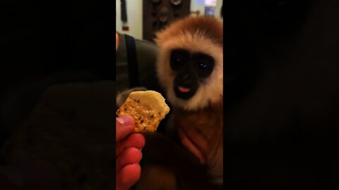 Giving Wafer to the Monkey 🐒😻🙈🥰🐵 #shorts