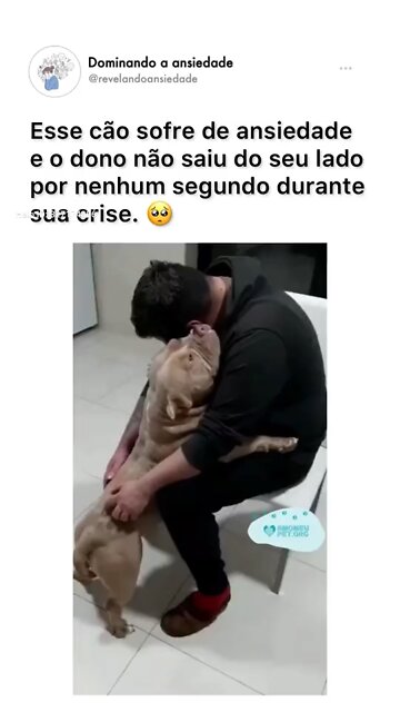 Dog sofre de ansiedade