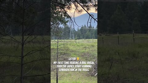 #elk #bullelk #bullelkbugal #elkherd #countryliving #livingthedream #montana #wildernessliving