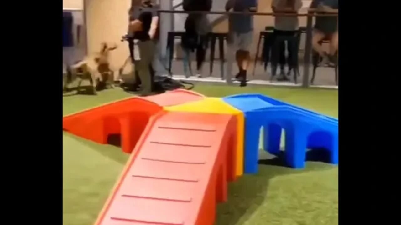 polite dog