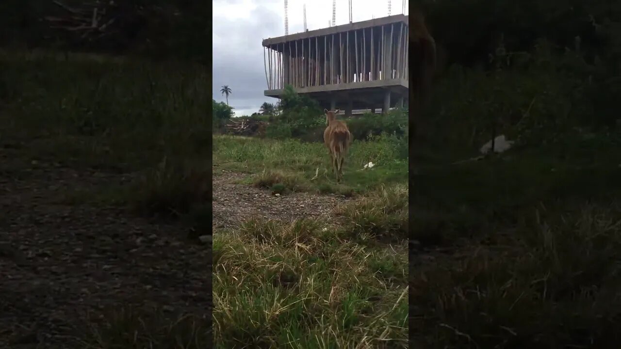 LAMB SPOOKED BY IPHONE 8