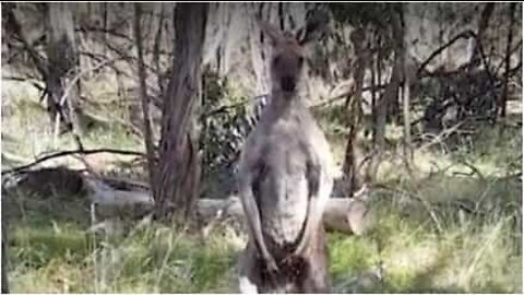 Kangaroo vs dog & owner in territory showdown
