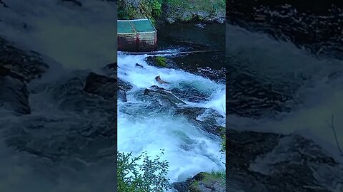 🐻🐻Brown bear catching salmon in Alaska. Russian River Falls