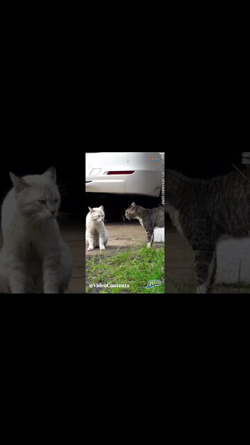 Cat Fight, Guess Who Wins?, #shorts. #funniescat