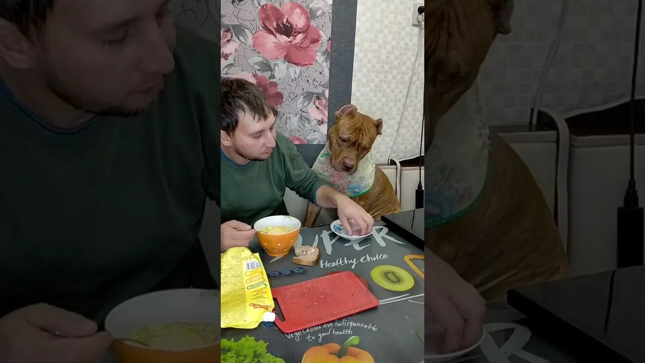 #shorts Смешные Собаки Из Тик Тока 98 Funny Dogs From Tiktok