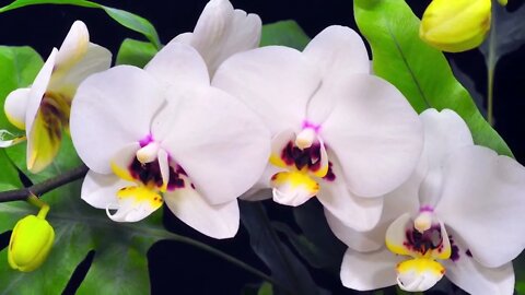 9 Hours of Relaxing piano music with picturas of beautiful orchids