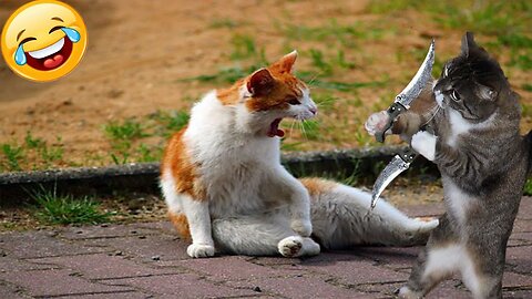 Funny cat and dog videos try not to laugh clean sale
