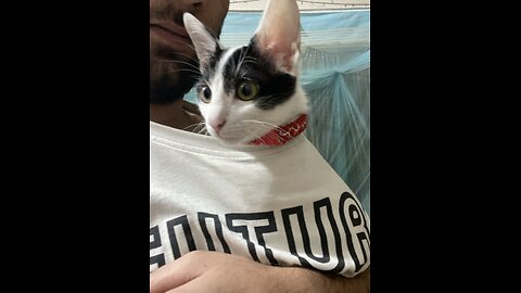 Cat lovers follow
