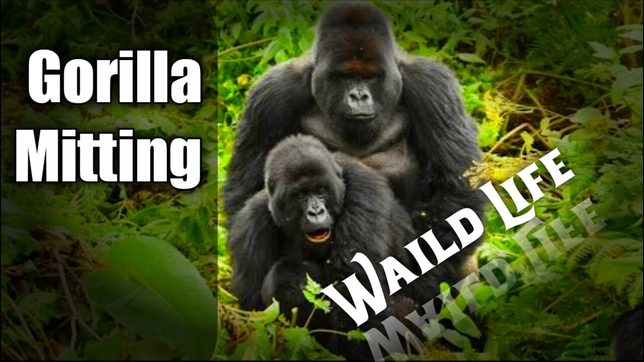 Gorilla Mitting Taime, Waild Life For Animal