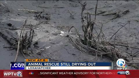 Barky Pines Animal Rescue still cleaning up after flooding