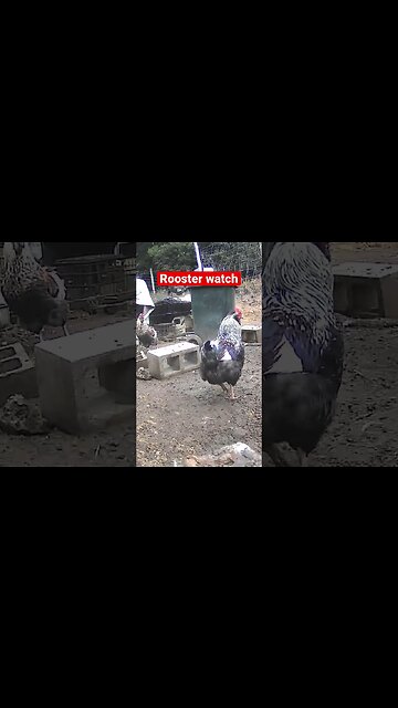 Farm surveillance. Roosters