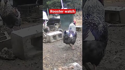 Farm surveillance. Roosters