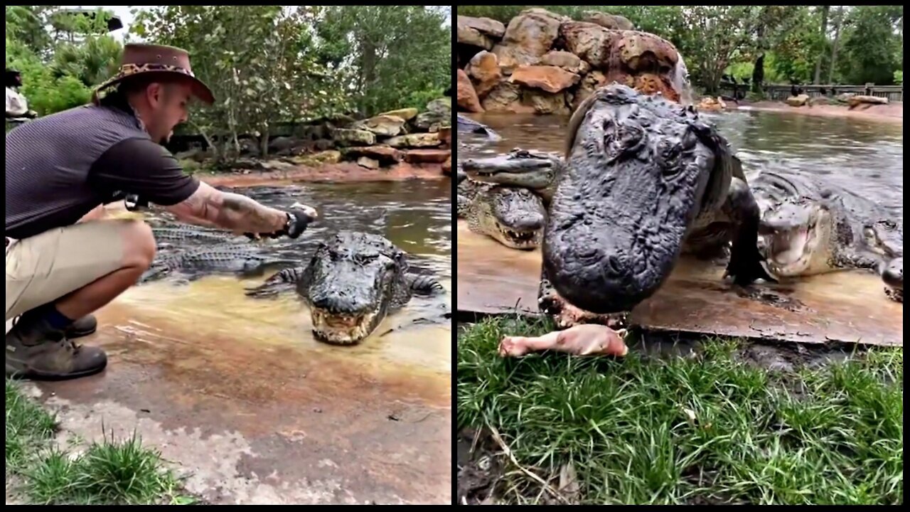 Feeding 70 Year Old American Alligator and His Family