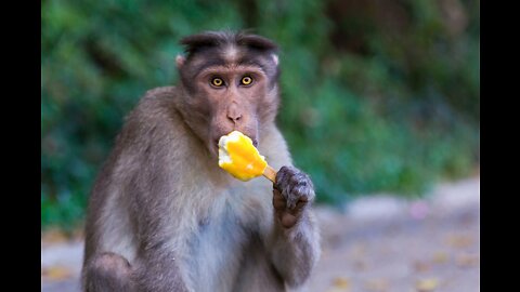 Monkey eating icecream very funny videos