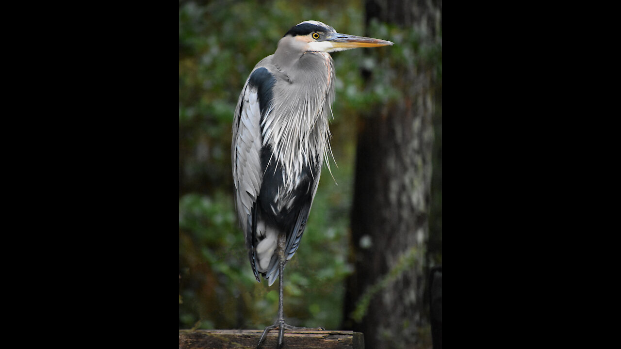 Hank the Great Blue Heron