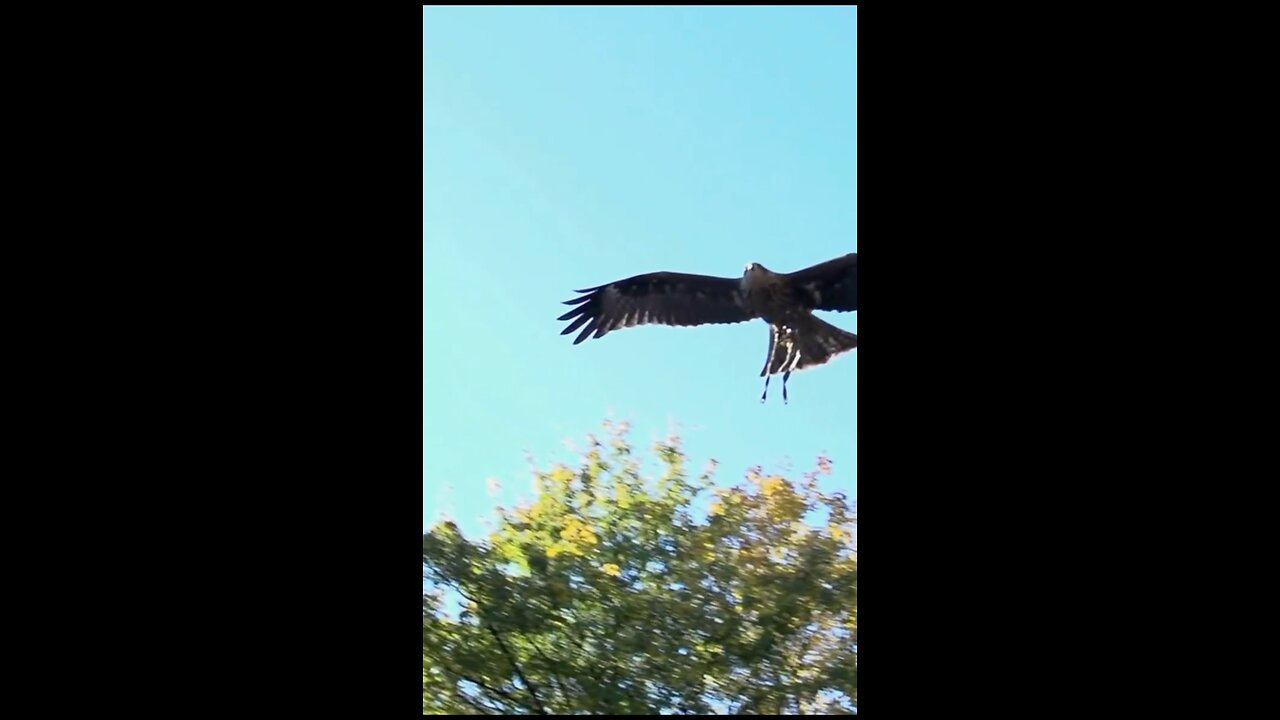 Crocodile vs birds