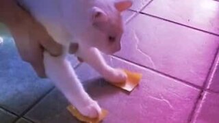 Cat with post-it paws does hilarious hind-leg dance