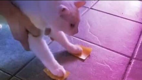 Cat with post-it paws does hilarious hind-leg dance
