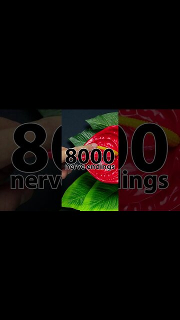 The Difference Between The Penis & The Clitoris