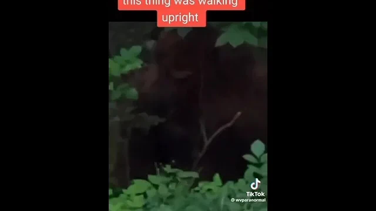 Huge Bigfoot Sighting