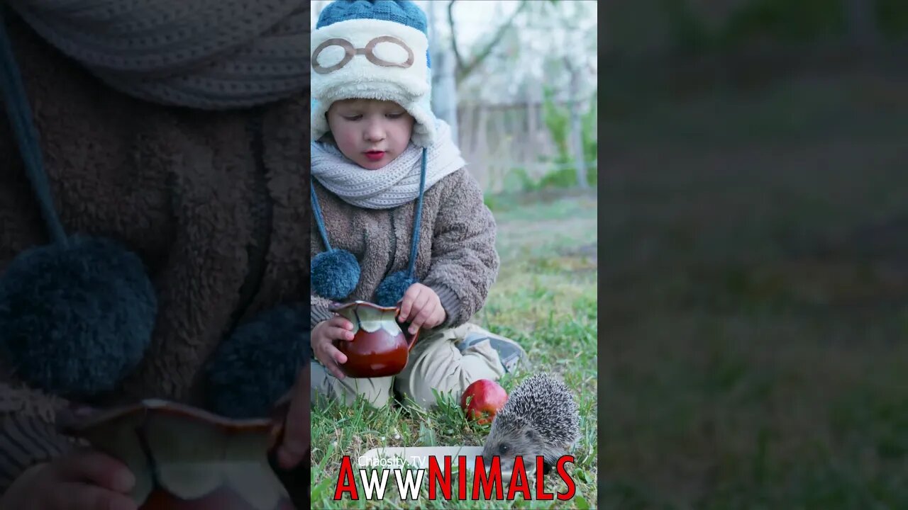 🤗 #AwwNIMALS - Hedgehog's Delight: A Little Boy's Compassion in a Milk-filled Deed 💕