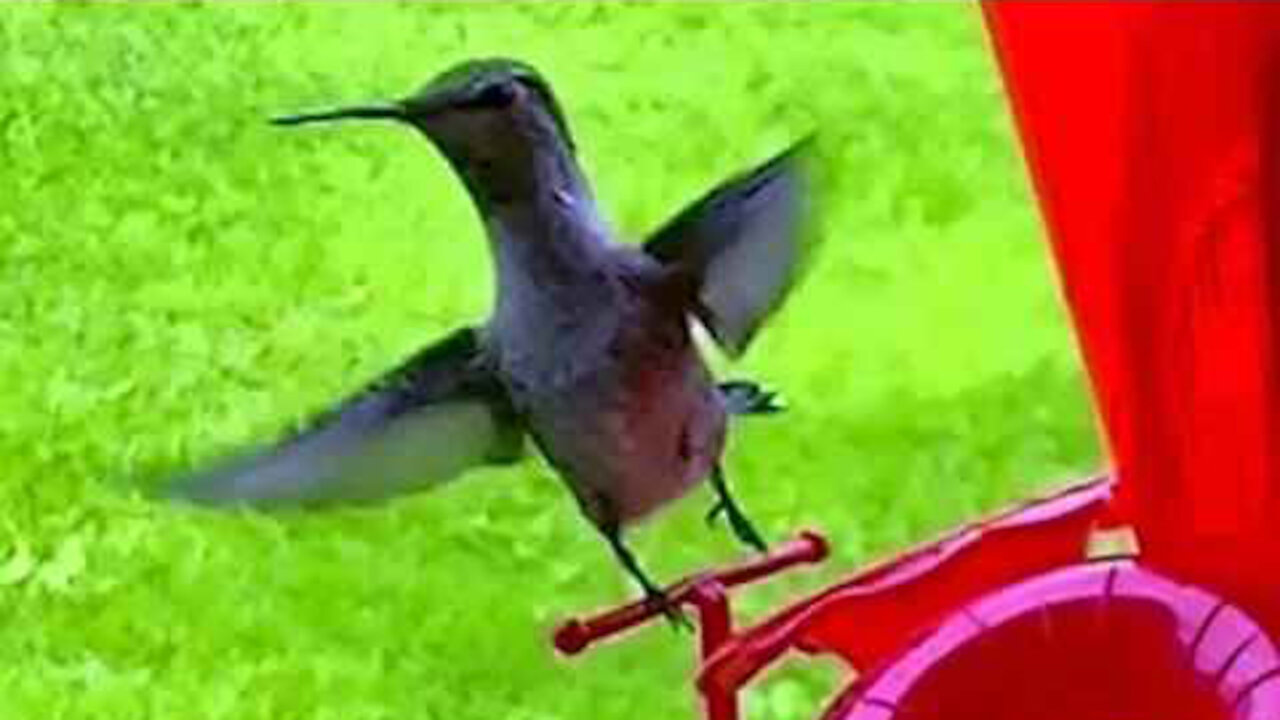 IECV NV #74 - 👀 Humming Birds Drinking At The Feeder 12-14-2014